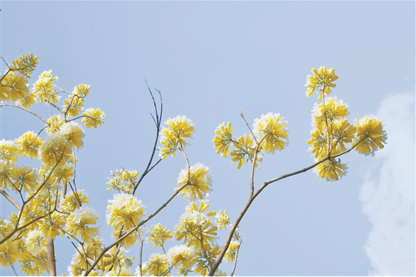 花开满枝头