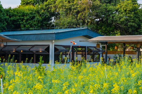 Rapeseed flower in full bloom in Huangpu, Guangzhou