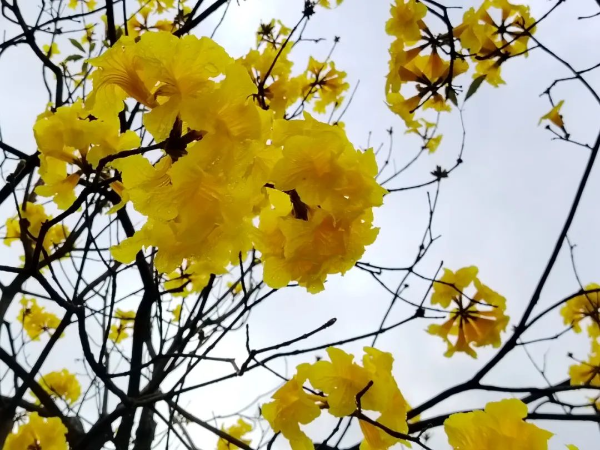 春日花开满园 踏青正当时