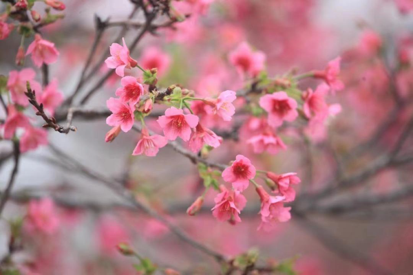 Haizhu Wetland, a place you shouldn't miss to enjoy sea of flowers