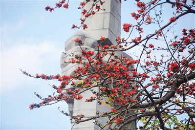 几树半天红似染，居人云是木棉花