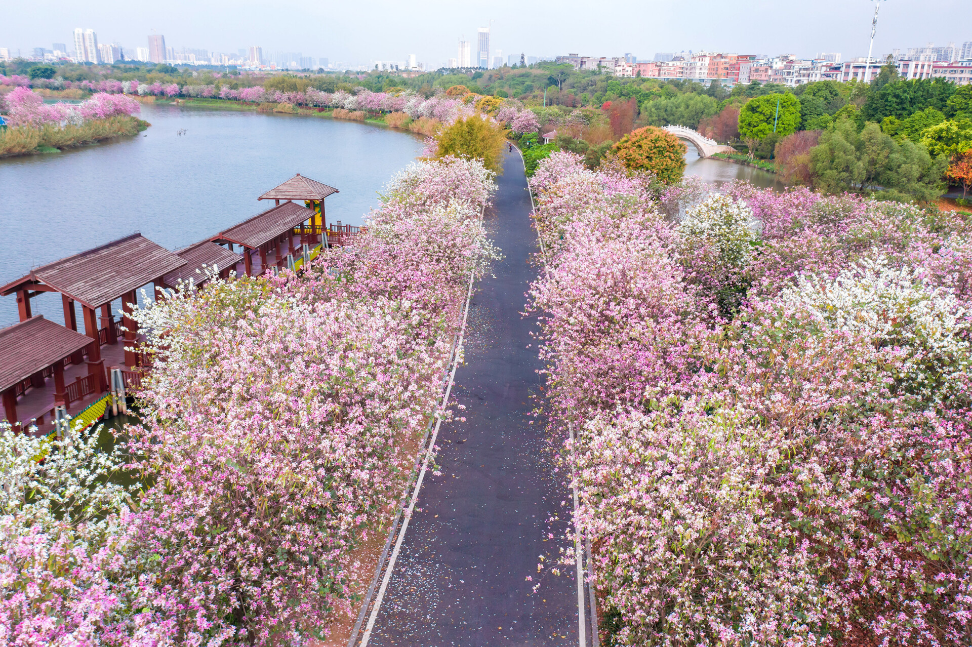 Capture spring blossoms in Guangzhou