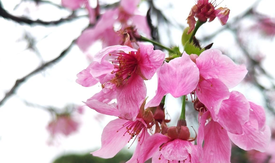 Take the 'Cherry Blossom Train' to embrace the spring