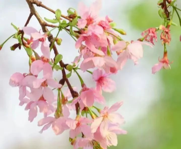 Explore spring blooms in universities in Guangdong