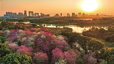 海珠湿地宫粉紫荆、樱花盛放 油菜花进入花期