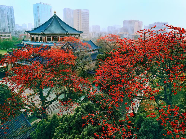 'Kapok king' at Guangzhou Sun Yat-sen Memorial Hall exhibits its splendor with 80,000 buds every year