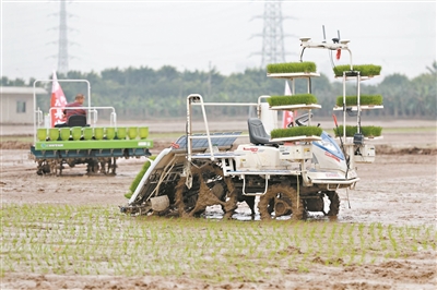 开春以来广州紧盯全年粮食生产任务 采取措施调动农企农户积极投入春耕