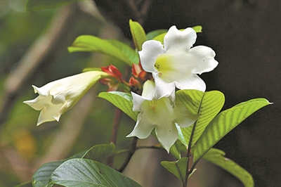 清明花开寄思念 一花一草总关情