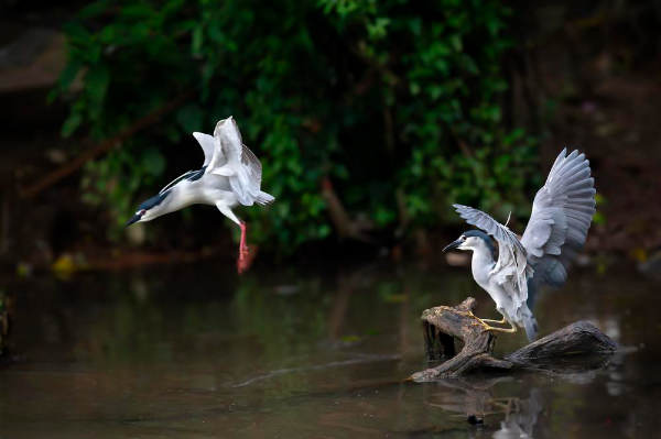 Guangzhou Zoo Protects Birds in the City