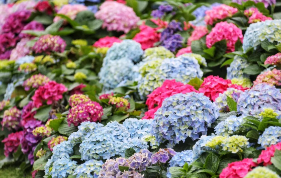 Floral wonderland at Yuntai Garden awaits your discovery
