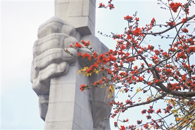 火红三月，一朵花点亮一座城