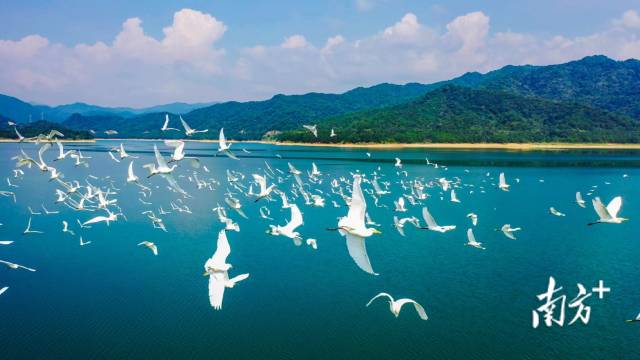 鹭戏湖水