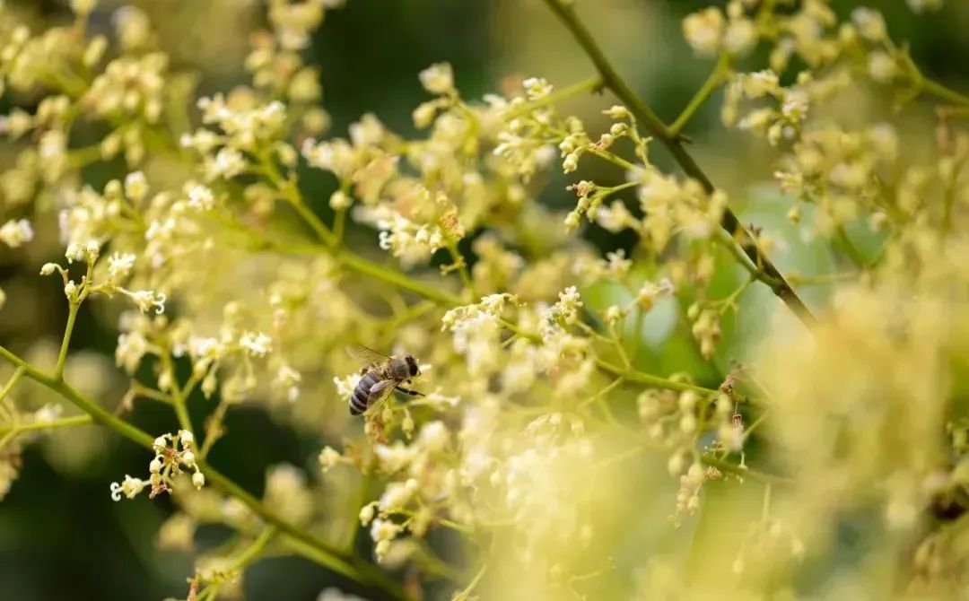 广州从化：荔枝花盛开，养蜂人追花逐蜜忙