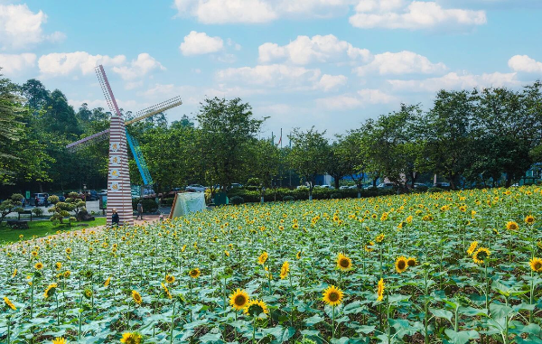 Dive into sunflower sea in Guangzhou's Panyu