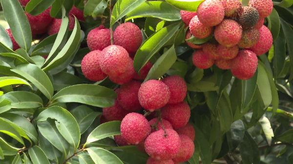 The latest map for fresh lychee in Guangzhou released