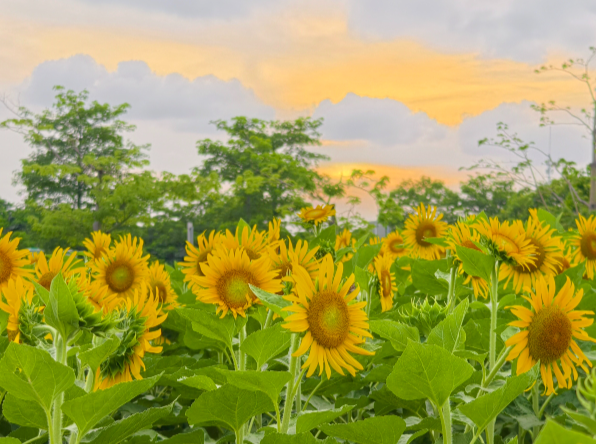 When Canton Tower meets sunflowers in CBD garden