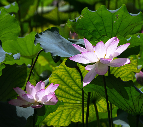 Blooming lotus flowers grace Guangzhou's park