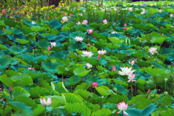 Nansha launches four travel routes for visitors to explore cultural, natural beauty