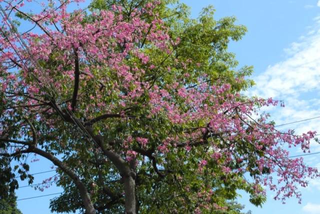 Guangzhou's most enchanting season unfolds in Liwan District