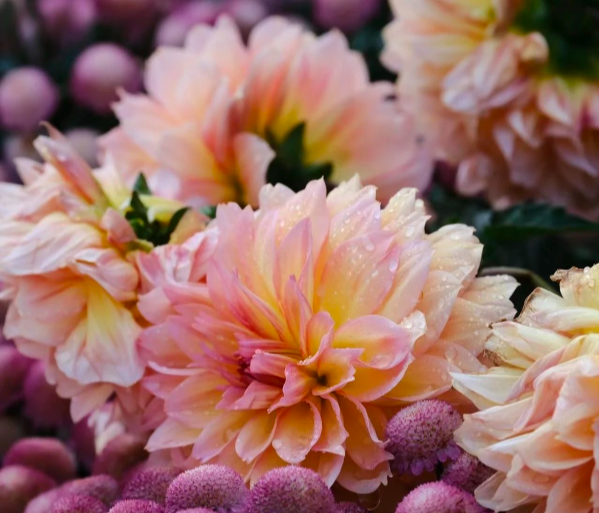Discover a chrysanthemum wonderland in urban Guangzhou