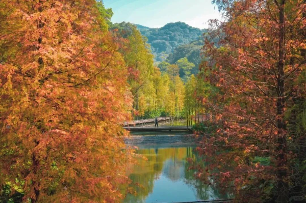 Best time to admire red cypress trees in Guangzhou
