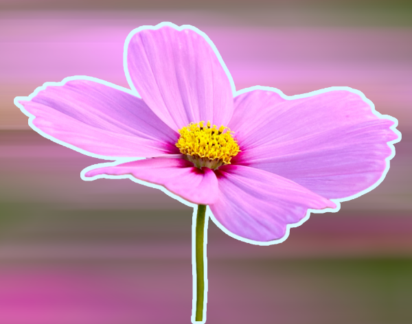 Guangzhou embraces flower season