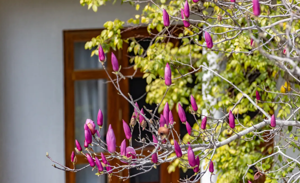 Guangzhou's Baiyun Mountain welcomes flower season