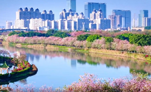 3.2 km of dreamlike pink vibe in Guangzhou's Haizhu Wetland