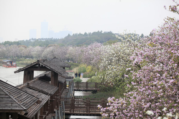 Spring awakens Guangzhou's vibrant flora