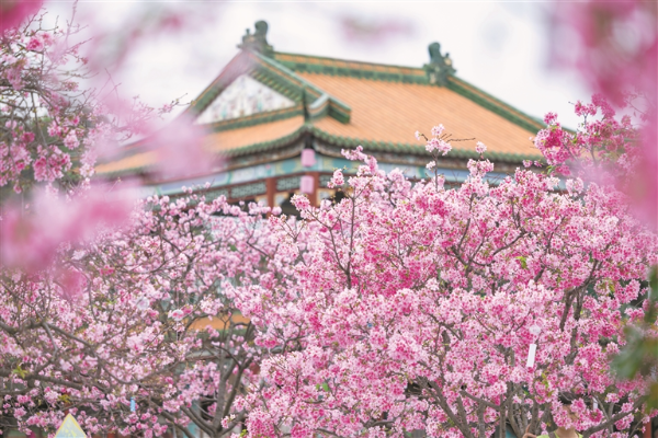 踏青赏花点燃“春日经济”