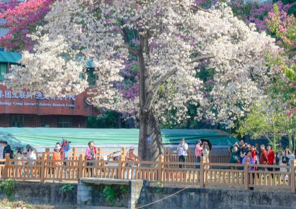 广州下“雪”了！异木棉限定浪漫已上线，这份打卡地图请收好！