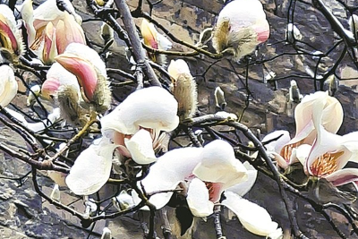 南北玉兰 共赴春天