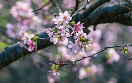 广州赏花热度居全省首位