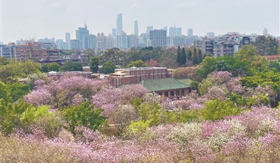 一城春暖半城花