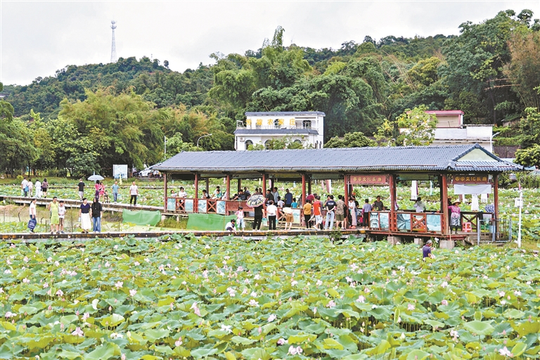 赏花听歌 赶集品鲜……花都梯面邀您赴一场夏日之约
